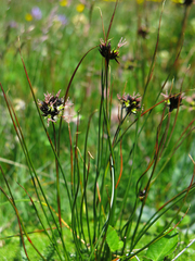 Juncus jacquinii