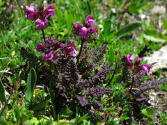 Pedicularis rostratocapitata