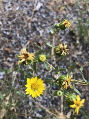 Grindelia hallii