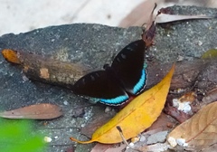Tanaecia whiteheadi