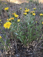 Grindelia hallii