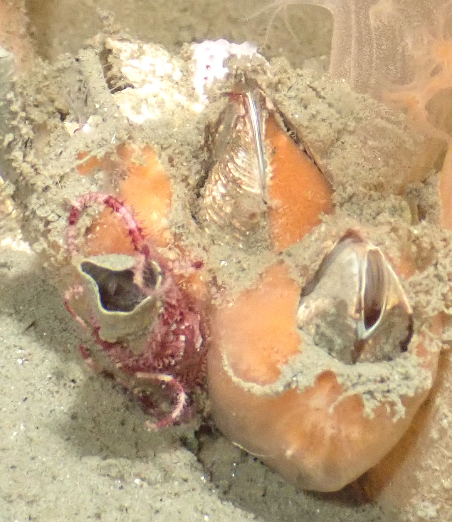 Chirona hameri