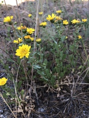 Grindelia hallii