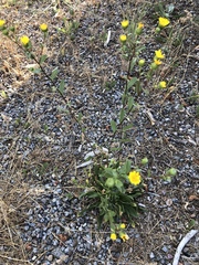 Grindelia hallii