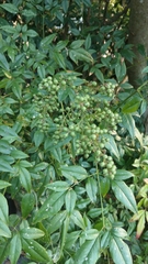 Nandina domestica