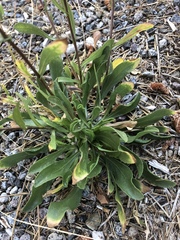 Grindelia hallii