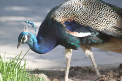 Pavo cristatus