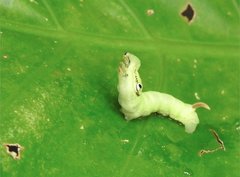 Eupanacra