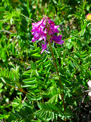 Hedysarum hedysaroides