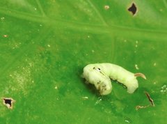 Eupanacra