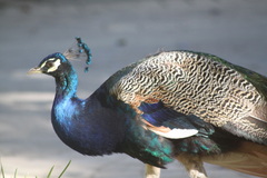 Pavo cristatus