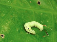 Eupanacra