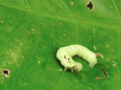 Eupanacra