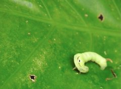 Eupanacra