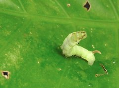 Eupanacra
