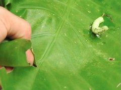 Eupanacra