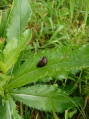 Milacidae