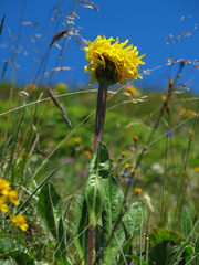 Hypochaeris uniflora