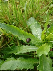 Milacidae