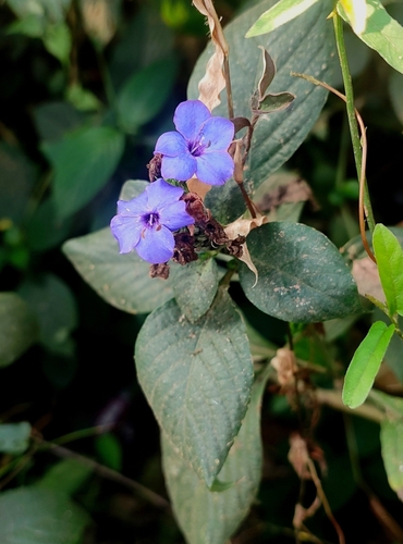 Eranthemum pulchellum