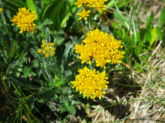 Jacobaea carniolica