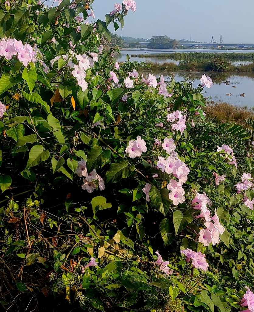 Bìm màu thịt – Ipomoea carnea
