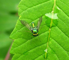 Condylostylus comatus