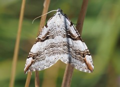 Aplocera praeformata