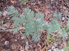 Tephrosia virginiana