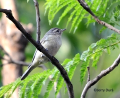 Vireo gilvus