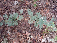 Tephrosia virginiana