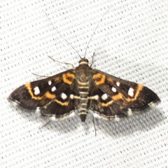 Diathrausta harlequinalis
