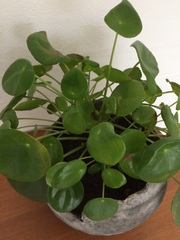 Pilea peperomioides