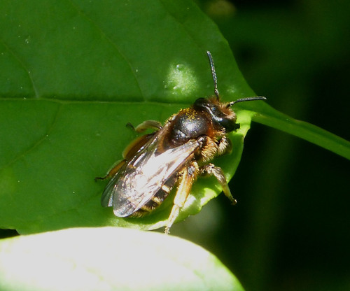 Andrena confinis