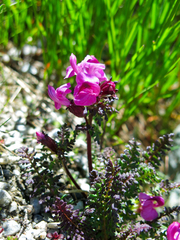Pedicularis rostratocapitata