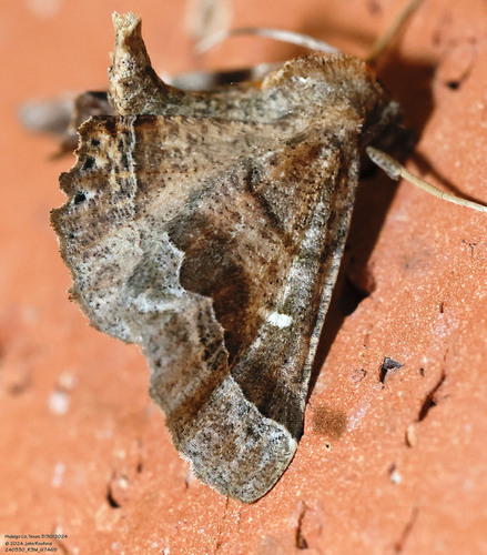 Meske's Pero Moth photo 3