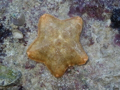 Indianastra sarasini