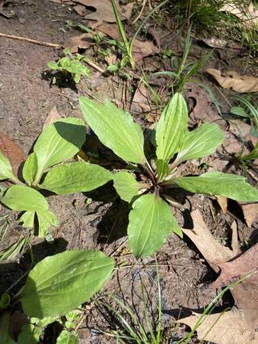 Foto de Tanchagem
