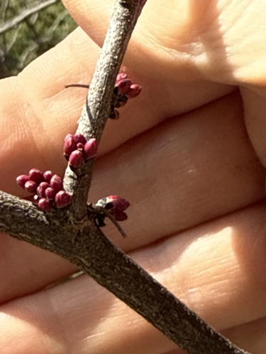 Cercis canadensis