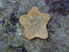 Indianastra sarasini