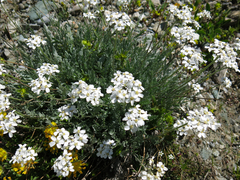 Achillea clavennae