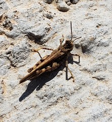 Acrotylus insubricus