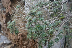 Macrolearia angustifolia