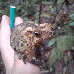 Rhinella castaneotica