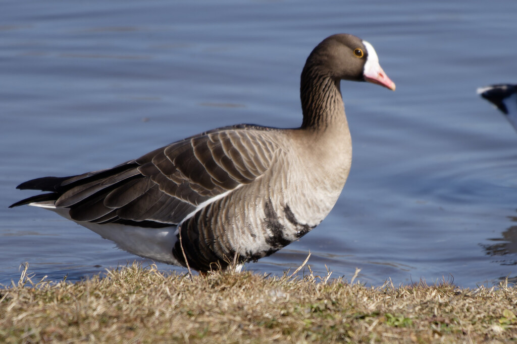 Greater × Lesser White-fronted Goose