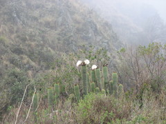 Trichocereus tunariensis