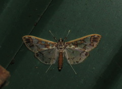 Polythlipta liquidalis