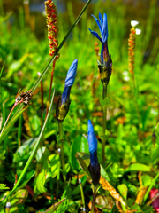 Gentiana bavarica