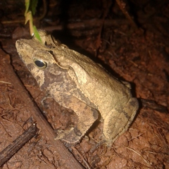 Rhinella castaneotica