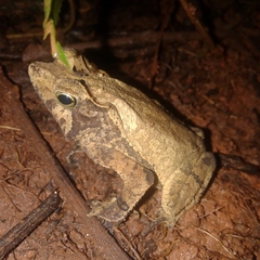 Rhinella castaneotica